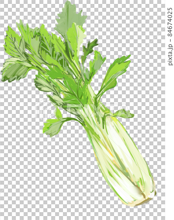 セロリ セロリ 84674025