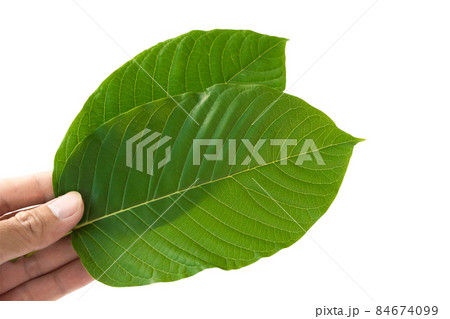 Hand holding Green Mitragyna speciosa Korth Leaves (Kratom) isolated on white background, Health Care and Midical Concept Hand holding Green Mitragyna speciosa Korth Leaves (Kratom) isolated on white background, Health Care and Midical Concept 84674099