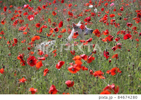 赤色 ケシ 花畑 84674280