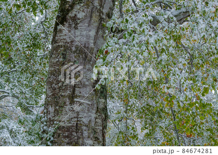 カヤノ平のブナ カヤノ平のブナ 84674281