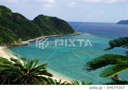 奄美の龍郷町の今井崎のビーチのソテツ群生地 84674367