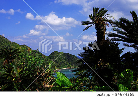 奄美の龍郷町の今井崎の海岸沿いのソテツの群生地 84674369
