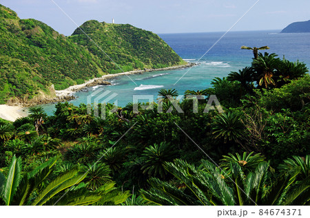 奄美の龍郷町の今井崎の海岸沿いのソテツ群生地 奄美の龍郷町の今井崎の海岸沿いのソテツ群生地 84674371