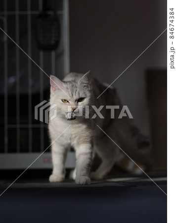 裏の顔 裏の顔 84674384