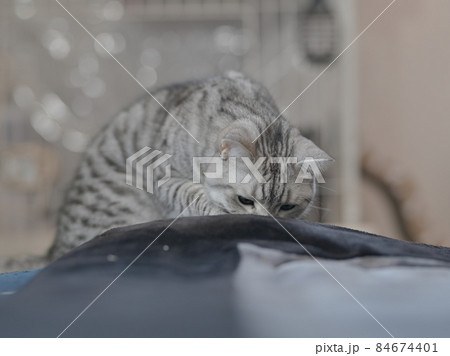 猫 猫 84674401