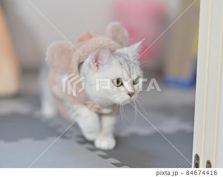 猫 猫 84674416