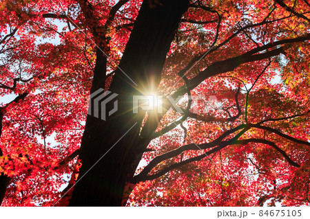 紅葉 光と影 紅葉 光と影 84675105