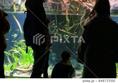 水族館イメージ 人混み 見ている人 水族館イメージ 人混み 見ている人 84675500
