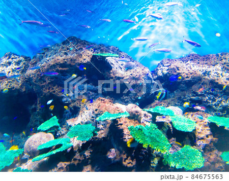 水族館 84675563