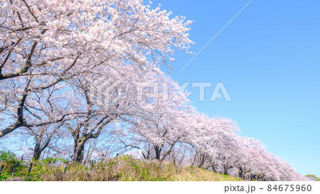 桜並木（権現堂桜堤） 84675960