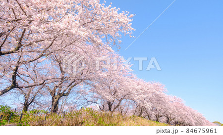 桜並木(権現堂桜堤) 桜並木(権現堂桜堤) 84675961