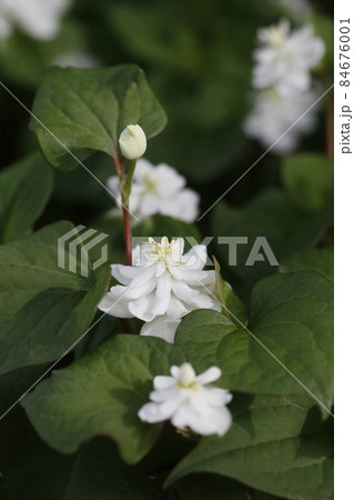 八重咲きドクダミの写真素材