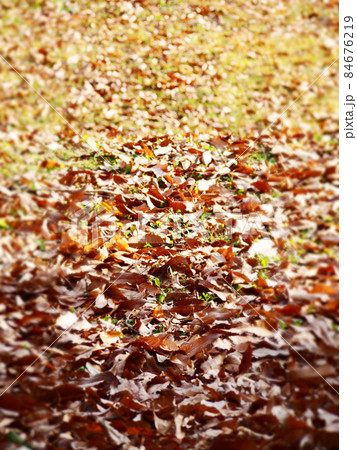 落ち葉の絨毯　 84676219