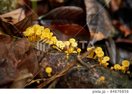 Mushroom growing in the forest 84676856