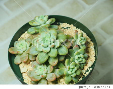 多肉植物ロッテイー 多肉植物ロッテイー 84677173
