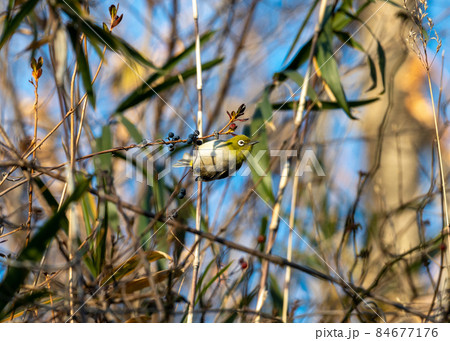 青い実を食べるメジロ 84677176