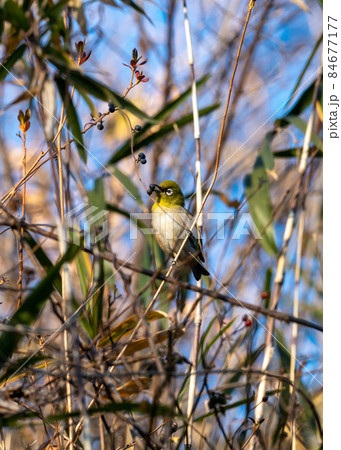 青い実を食べるメジロ 84677177