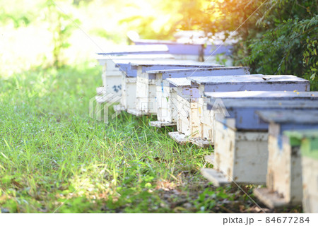 Bee apiary bee hive for harvesting honey, Beekeeper beehive with bees flying to the landing boards. Apiculture 84677284