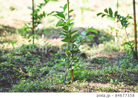 Guava tree tropical plant guava plantation green fields nature agricultural farm plant tree orchard Guava tree tropical plant guava plantation green fields nature agricultural farm plant tree orchard 84677358