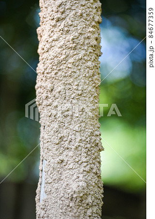Termite nest, termite wood tree pole on nature Termite nest, termite wood tree pole on nature 84677359
