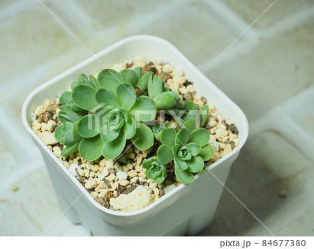 多肉植物ドドランタリス 84677380