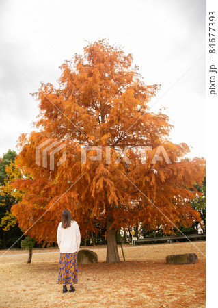 紅葉した木を見上げる女性 紅葉した木を見上げる女性 84677393