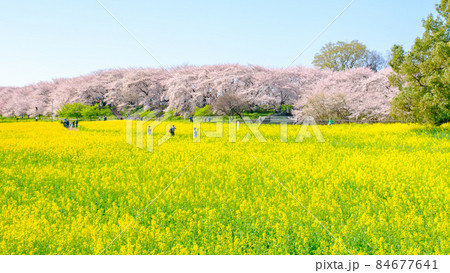 権現堂桜堤 権現堂桜堤 84677641