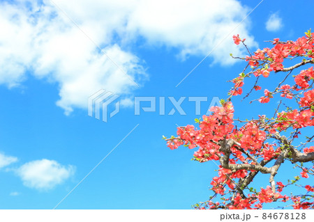 ボケの花と雲 84678128