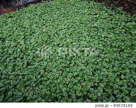 静岡 浄蓮の滝のワサビ畑 日本の風景 写真 84678188
