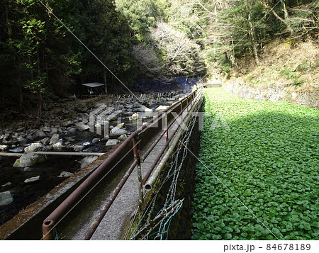 静岡 浄蓮の滝のワサビ畑 日本の風景 写真 84678189