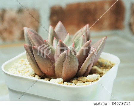 多肉植物ルビードナ 多肉植物ルビードナ 84678714