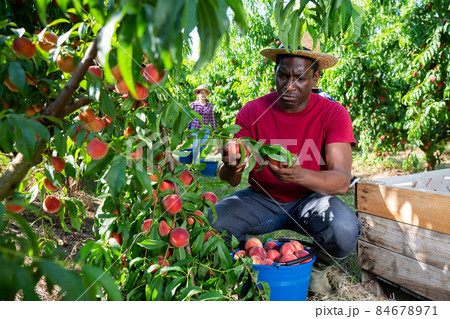 Successful male owner of orchard gathering harvest of peaches on sunny day Successful male owner of orchard gathering harvest of peaches on sunny day 84678971