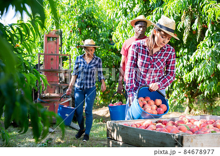 Female farmer preparing ripe peaches for transportation on fruit farm Female farmer preparing ripe peaches for transportation on fruit farm 84678977