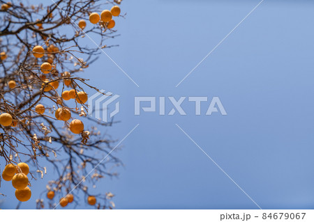 Concept of autumn, health and ecology. Oranges hang on dry branches without leaves against a blue sky. Copy space Concept of autumn, health and ecology. Oranges hang on dry branches without leaves against a blue sky. Copy space 84679067