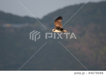 秋、お山バックに飛翔するミサゴ02 秋、お山バックに飛翔するミサゴ02 84679088