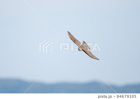 秋、鳴門海峡上を帆翔するハイタカ 秋、鳴門海峡上を帆翔するハイタカ 84679105