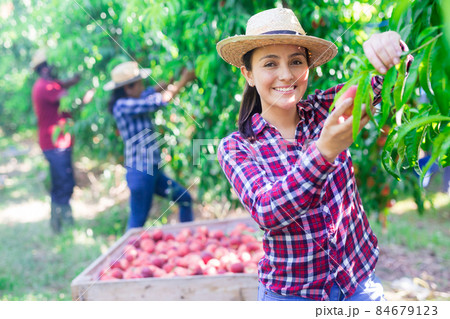 Portraite of positive woman harvests ripe peaches in orchard Portraite of positive woman harvests ripe peaches in orchard 84679123