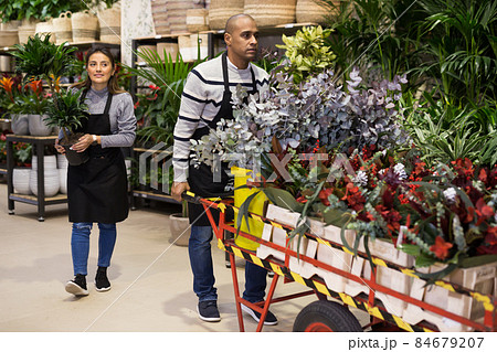 Flower market. Seller delivers potted flowers on pushcart 84679207