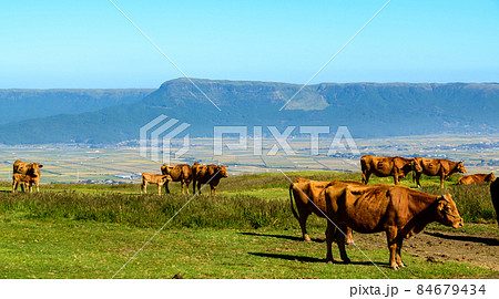 さわやか自然「阿蘇山の放牧風景」早朝の朝空を背景に放牧風景"Grazing scenery" さわやか自然「阿蘇山の放牧風景」早朝の朝空を背景に放牧風景"Grazing scenery" 84679434