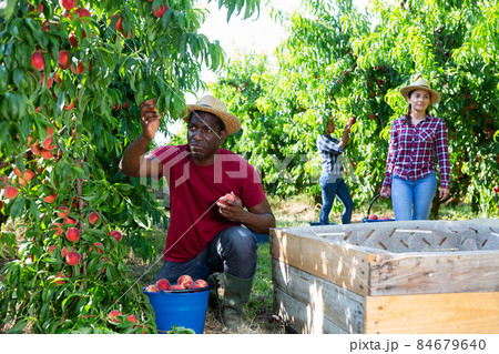 Successful male owner of orchard gathering harvest of peaches on sunny day Successful male owner of orchard gathering harvest of peaches on sunny day 84679640