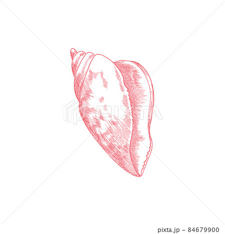 Engraved Sea Shell In Hand Drawn Sketch Style のイラスト素材