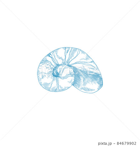 Sea Sea Shell In Curved Spiral Shape Engraving のイラスト素材