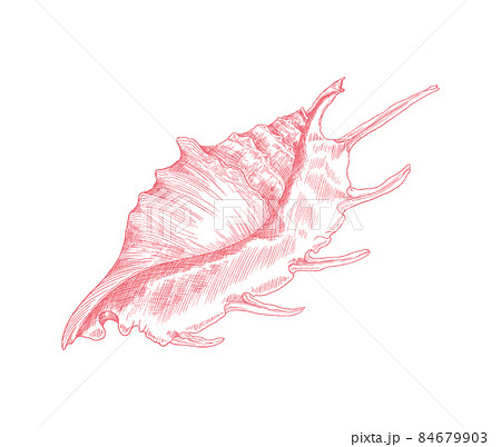 Marine lambis shell or conch in hand drawn sketch style, vector illustration isolated on white background. Marine lambis shell or conch in hand drawn sketch style, vector illustration isolated on white background. 84679903