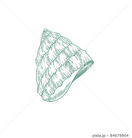Seashell for sea snail in engraved sketch style, vector illustration isolated on white background. Seashell for sea snail in engraved sketch style, vector illustration isolated on white background. 84679904
