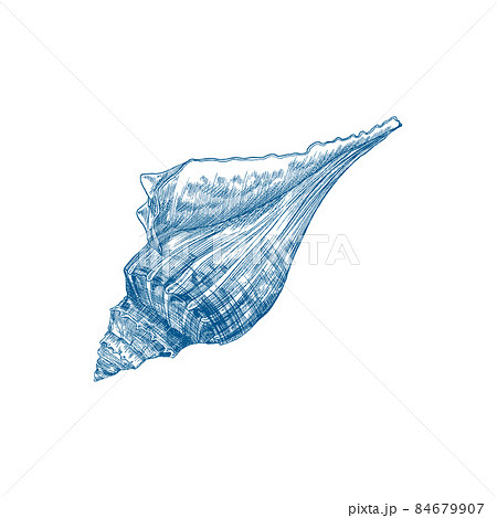 Sea Shell Icon In Blue Line Hand Drawn のイラスト素材