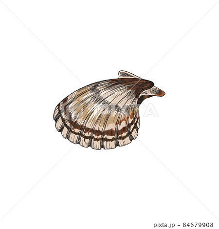 Scallop or clam seafood in colored sketch style, vector illustration isolated on white background. Scallop or clam seafood in colored sketch style, vector illustration isolated on white background. 84679908