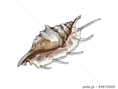 Exotic tropical ocean seashell, engraving vintage vector illustration isolated. 84679909