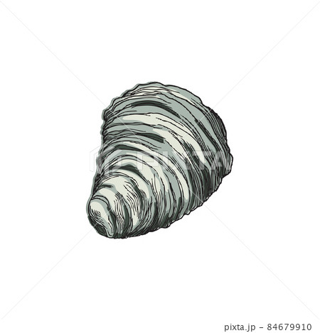 Sea shell in colored sketch style, hand drawn vector illustration isolated on white background. Sea shell in colored sketch style, hand drawn vector illustration isolated on white background. 84679910