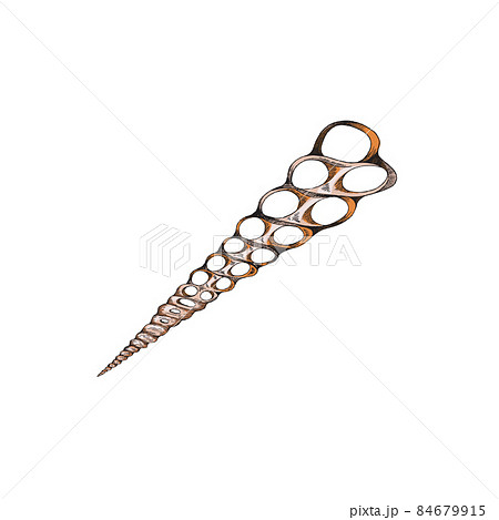 Sharp seashell with holes in hand drawn sketch style, vector illustration isolated on white background. Sharp seashell with holes in hand drawn sketch style, vector illustration isolated on white background. 84679915