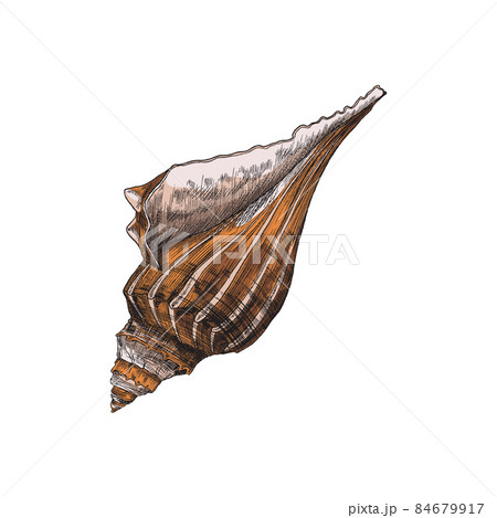 Lightning Whelk Empty Sea Shell Vintage のイラスト素材